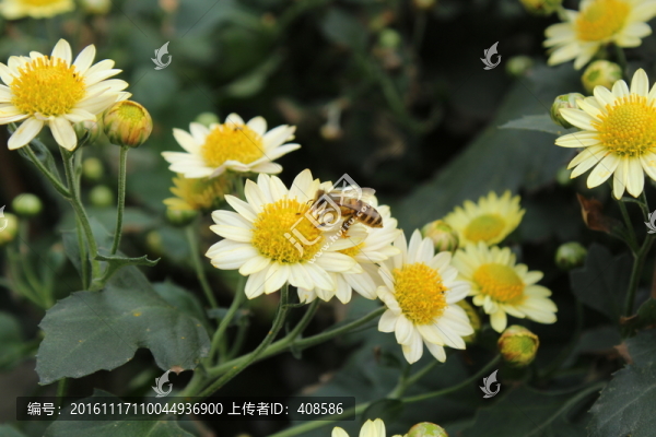 菊花與蜜蜂