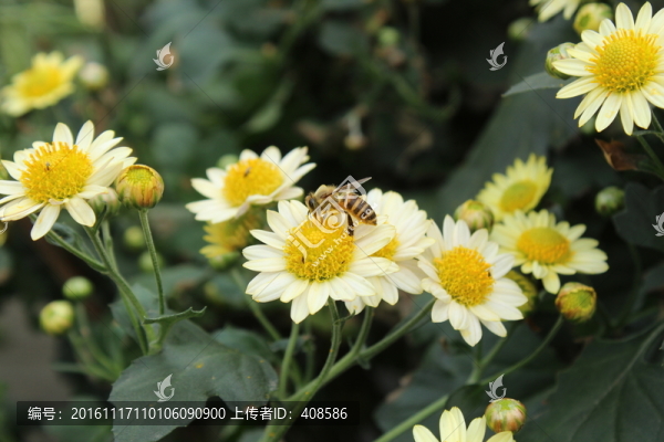 菊花與蜜蜂