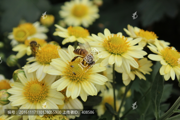 菊花與蜜蜂
