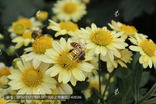 菊花與蜜蜂