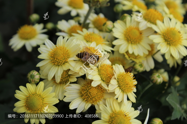 菊花與蜜蜂