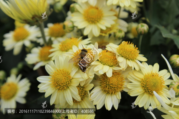 菊花與蜜蜂