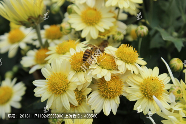 菊花與蜜蜂