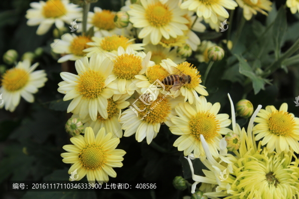 菊花與蜜蜂
