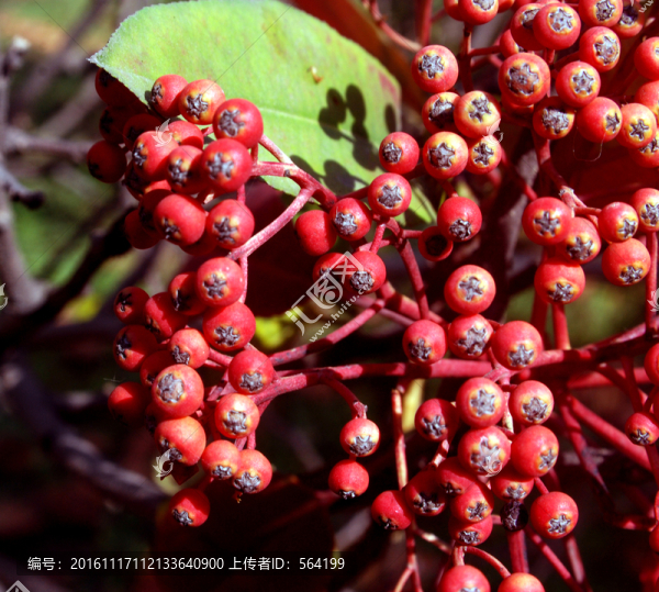 紅豆