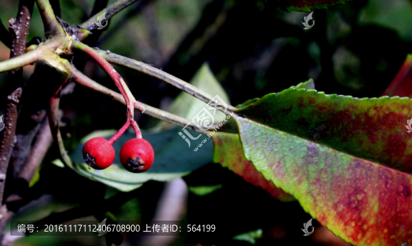 紅豆