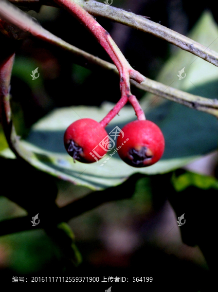 紅豆