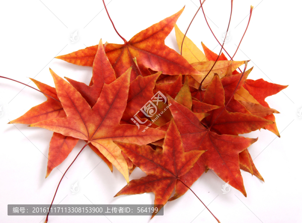 紅葉
