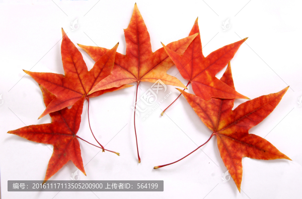 紅葉