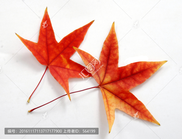 紅葉