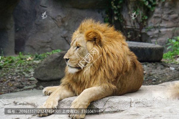 動物園,獅子