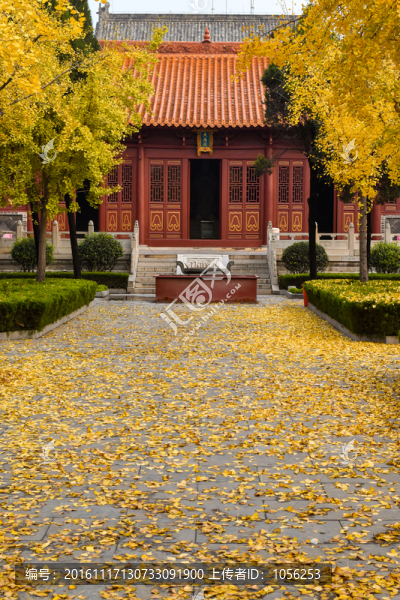 銀杏樹(shù)