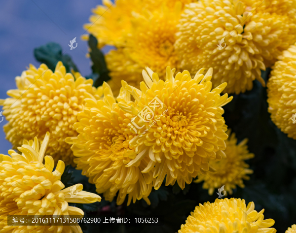 菊花-匯圖網(wǎng) www.fosd68.com 菊花