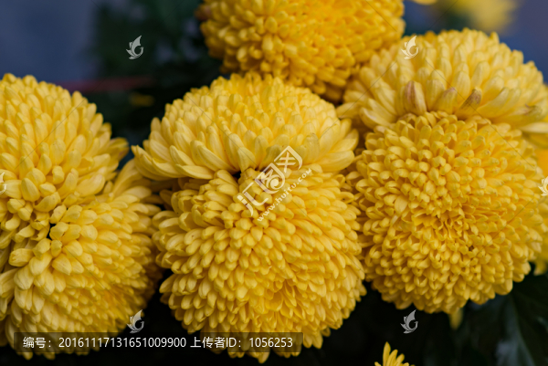 菊花