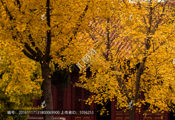 銀杏樹