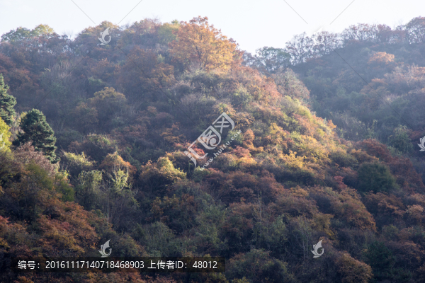 層林盡染的秦嶺