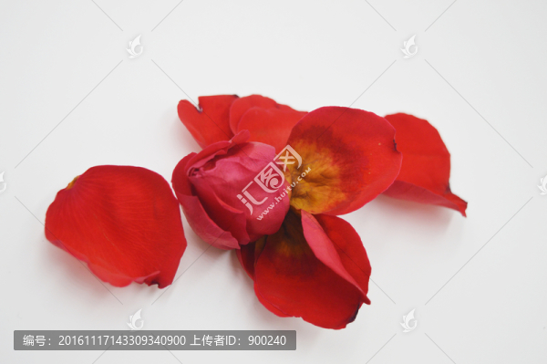 紅玫瑰花瓣