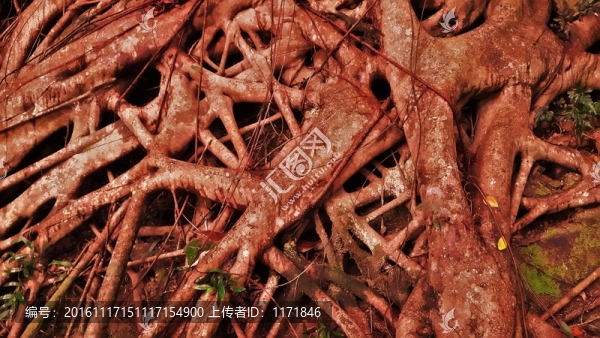 榕樹(shù)根
