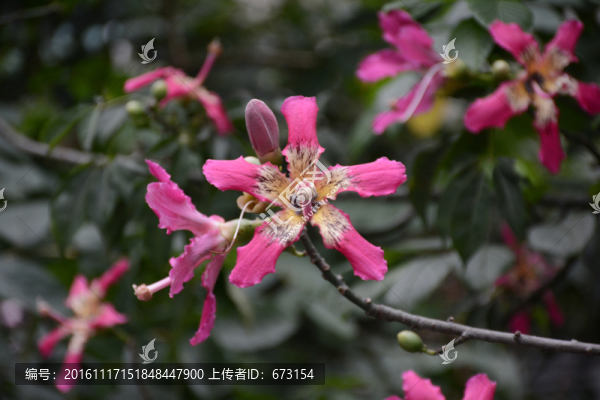 紫荊花