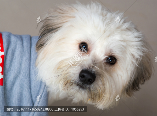 小狗