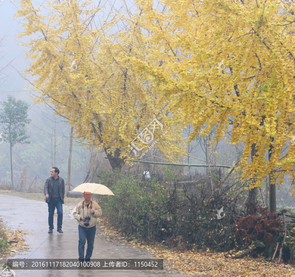 雨中漫步,銀杏鋪地宛若