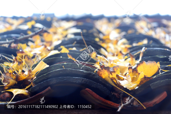 雨中漫步,銀杏鋪地宛若