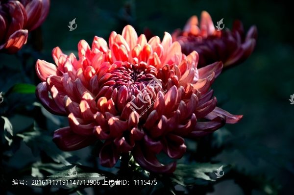 菊花