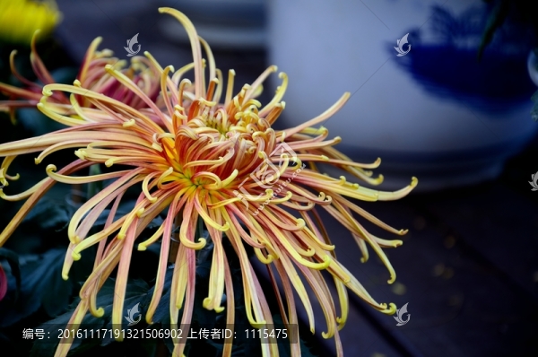 菊花
