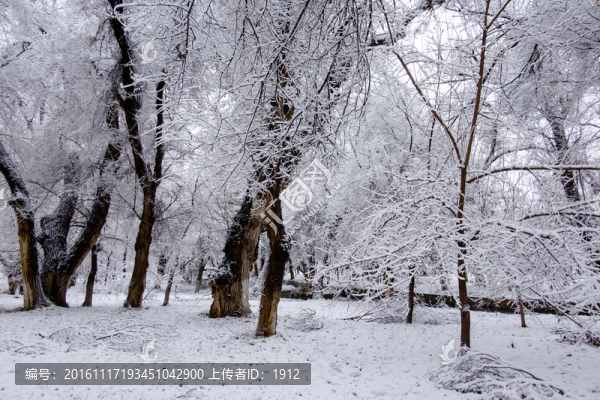 冬天的樹林