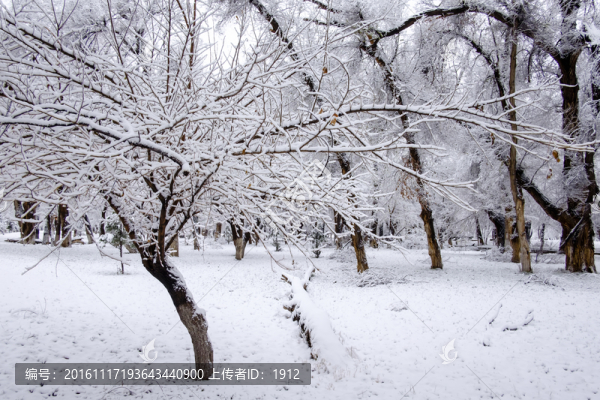 冬天的樹林