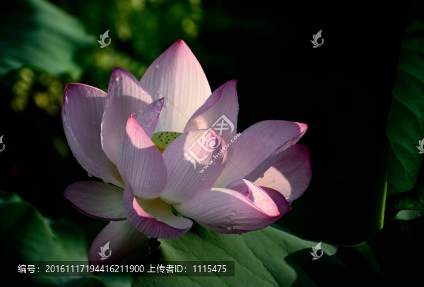 荷花