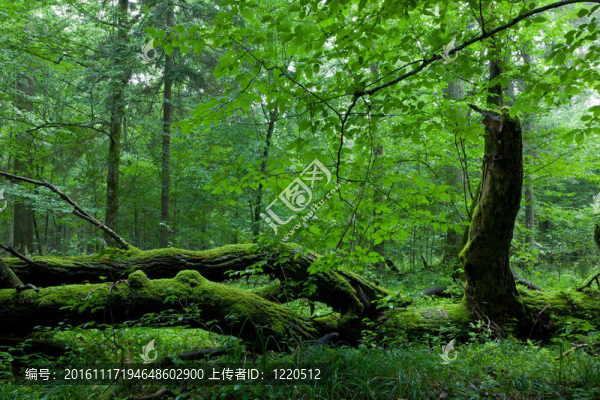 夏季比亞沃維耶扎森林落葉站