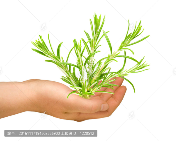 一方面與羅斯瑪麗