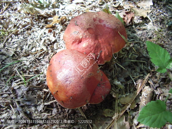 褐紅牛肝菌