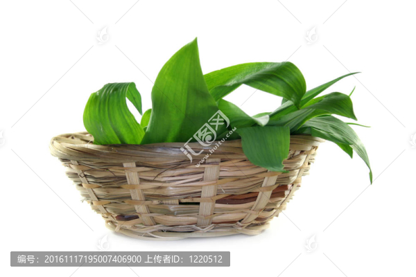 野蒜