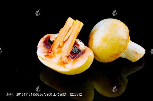 蘑菇