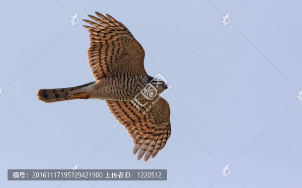 雀鷹