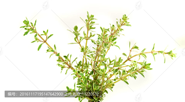 一湯匙新鮮香料