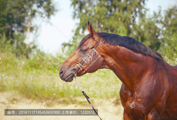 人像好灣種馬