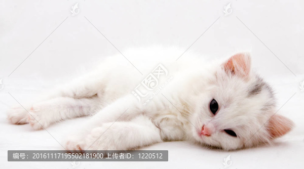 滑稽的小貓