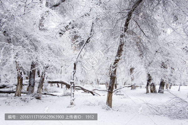 冬天的樹林