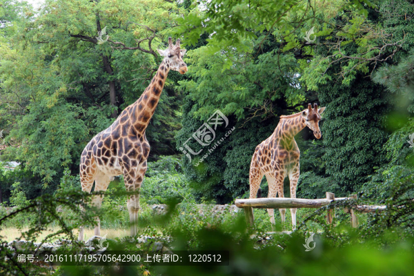 長頸鹿