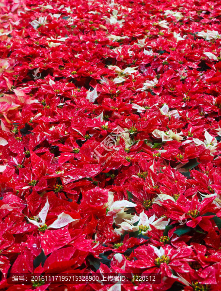 紅色和白色的木場(chǎng)