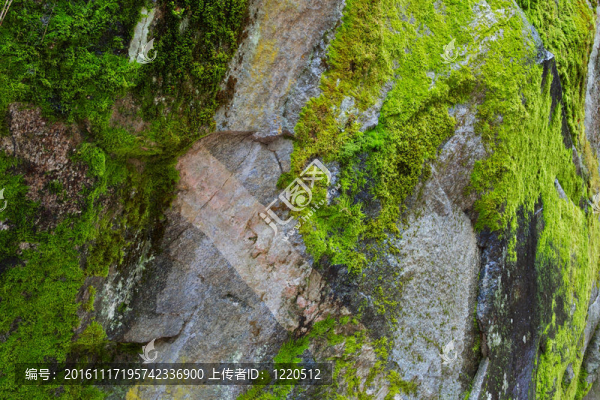 苔蘚覆蓋的花崗巖