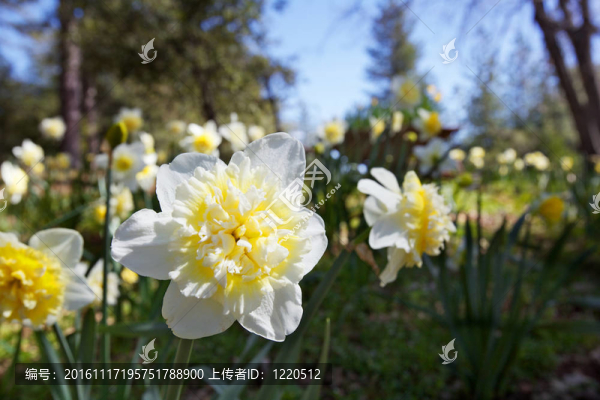 Unique,White的水仙花