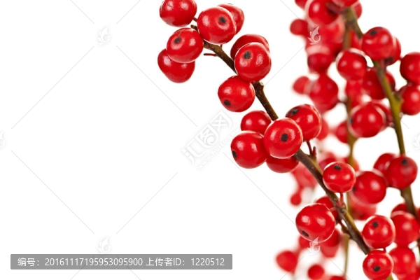 圣誕紅的漿果