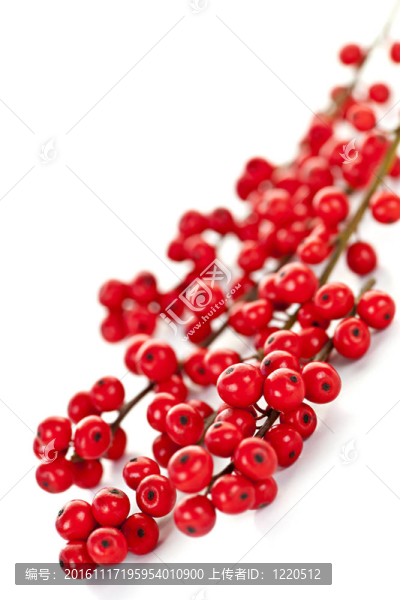 圣誕紅的漿果