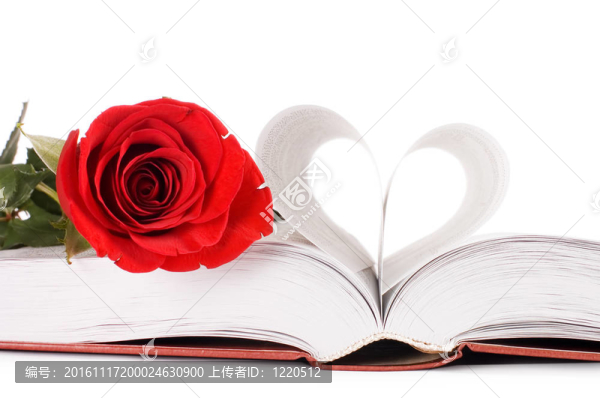 美麗的紅玫瑰上的書孤立