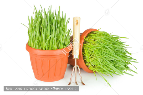 白色背景下的花盆中的青草