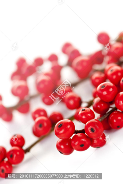 圣誕紅的漿果